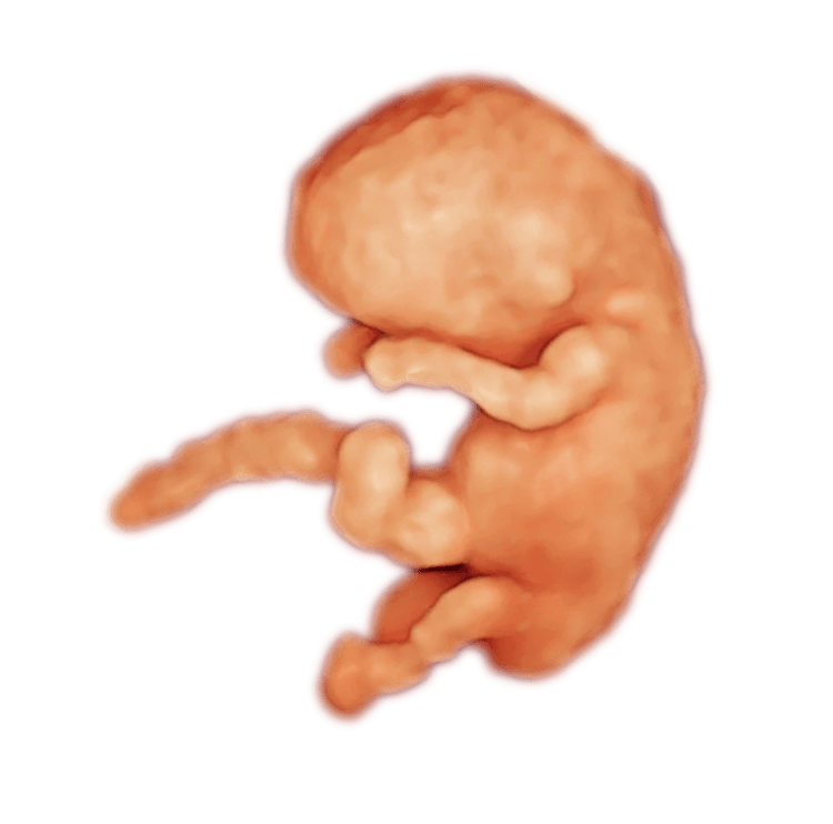 Rendered illustration of a fetus at approximately 11 weeks gestational age