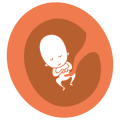 Early Fetal/Nuchal translucency scan and consultation
