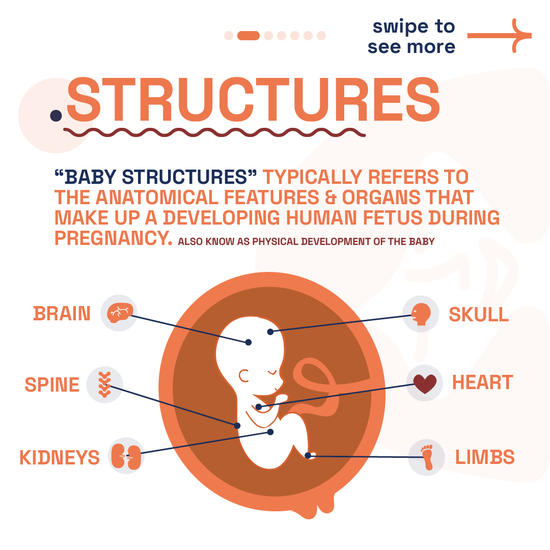 Detailed diagram from London Pregnancy Clinic showing key baby structures during pregnancy development.